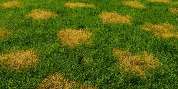 Découvrez pourquoi des taches mystérieuses apparaissent sur votre gazon et comment vous en débarrasser facilement Les secrets de la pelouse parfaite enfin révélés    Viral Mag