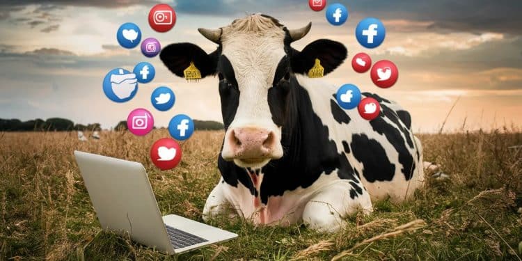 Incroyable  un paysan croyait détenir la clé du succès viral avec sa vache Pepette  Découvrez comment il a fait bondir son trafic en un rien de temps   Viral Mag