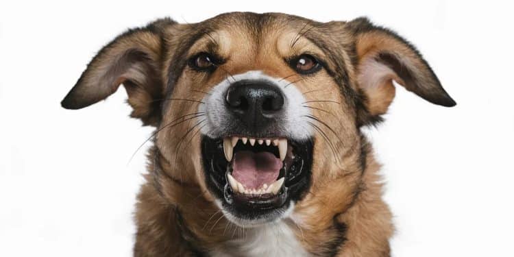 Comprendre les grognements de votre chien : causes et solutions - Viral Mag Découvrez pourquoi votre chien grogne constamment et comment réagir de manière appropriée pour améliorer son bien être et votre relation   Viral Mag