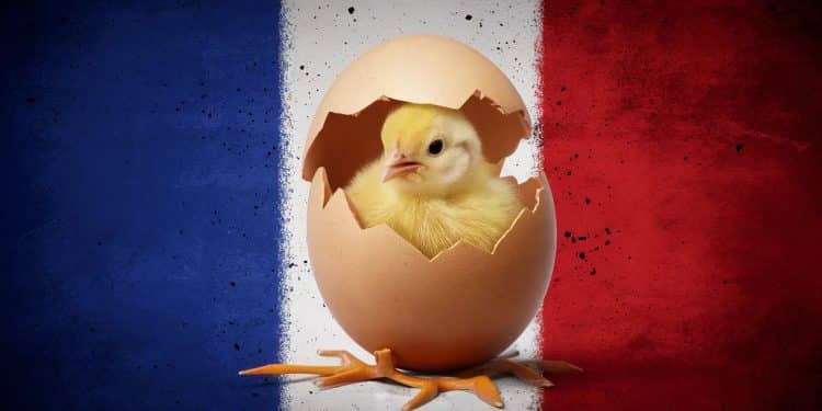 La France dévoile son plan audacieux pour sécuriser l’autosuffisance en œufs - Viral Mag Ambitieux et ambitieux le plan de la filière œuf française vise à construire 300 nouveaux poulaillers dici 2030 tout en limitant lélevage en cage Découvrez les détails de ce projet denvergure Viral Mag