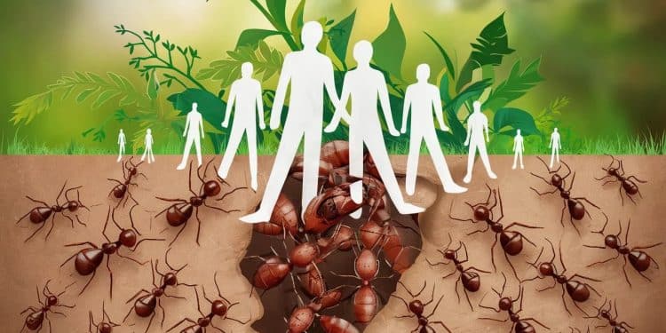 Lécrivain Bernard Werber invite lhumanité à prendre exemple sur les fourmis et les abeilles pour maîtriser sa croissance démographique et préserver la planète   Viral Mag