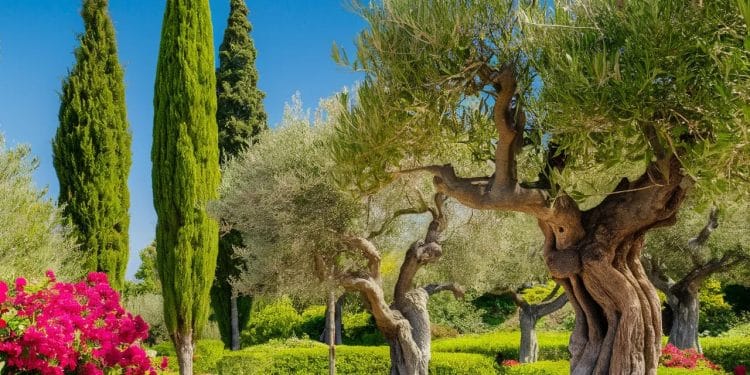 Découvrez la beauté des jardins méditerranéens leur résistance face au changement climatique et leur influence croissante dans laménagement paysager   Viral Mag