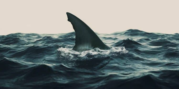 Le Drame des Attaques de Requins en Nouvelle-Calédonie - Viral Mag Plongez dans lhistoire bouleversante dun homme qui a perdu la vie suite à une attaque de requins en Nouvelle Calédonie Découvrez les détails troublants de cet incident Viral Mag