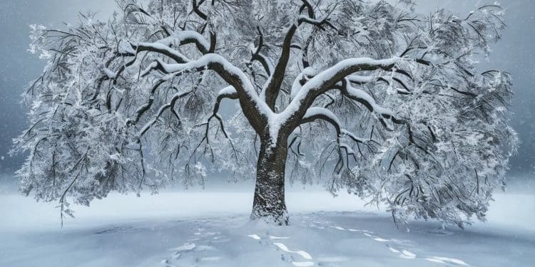 Découvrez les origines fascinantes du judo un art martial créé par Jigoro Kano au Japon du 19ème siècle influencé par lobservation dun cerisier sous la neige   Viral Mag
