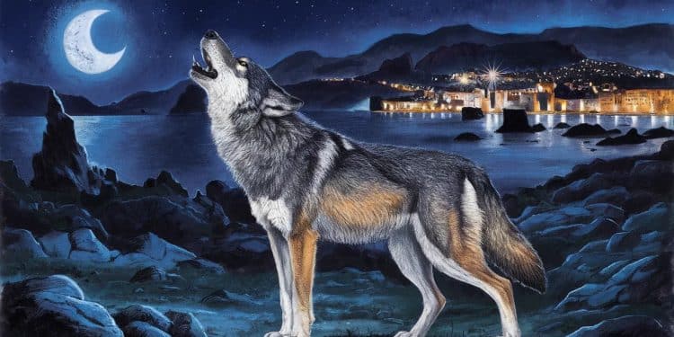 La présence de loups dans le parc national des calanques à Marseille soulève de nombreuses interrogations Quel est leur nombre  Sont ils dangereux pour lhomme  Décryptage de cette situation inédite   Viral Mag