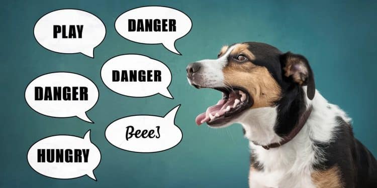 Les algorithmes aident à mieux comprendre nos amis canins - Viral Mag Des scientifiques ont créé un algorithme capable de décrypter les aboiements des chiens ouvrant la voie à une meilleure compréhension du langage humain   Viral Mag