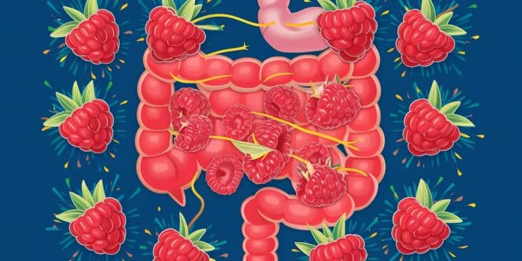 Découvrez comment les framboises peuvent booster votre santé digestive et devenir votre allié au quotidien pour un microbiome en pleine forme   Viral Mag