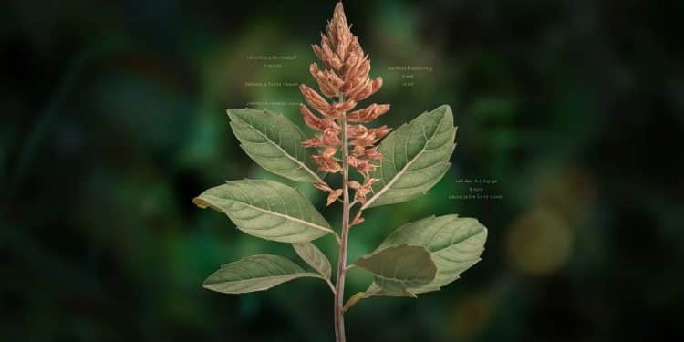 Les bienfaits surprenants de l’Ashwagandha pour votre santé - Viral Mag Découvrez les effets bénéfiques de lAshwagandha sur le stress le sommeil et lénergie Ce supplément ancien aux vertus étonnantes pourrait bien révolutionner votre bien être au quotidien Viral Mag