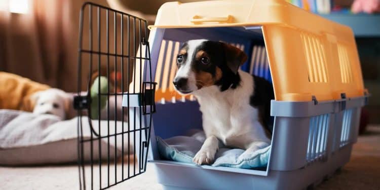 Les Cages pour Chiens : Avantages, Inconvénients et Bonnes Pratiques - Viral Mag Découvrez tout ce quil faut savoir sur les cages pour chiens Leurs avantages leurs inconvénients et les meilleures façons de les utiliser pour le bien être de votre compagnon Viral Mag