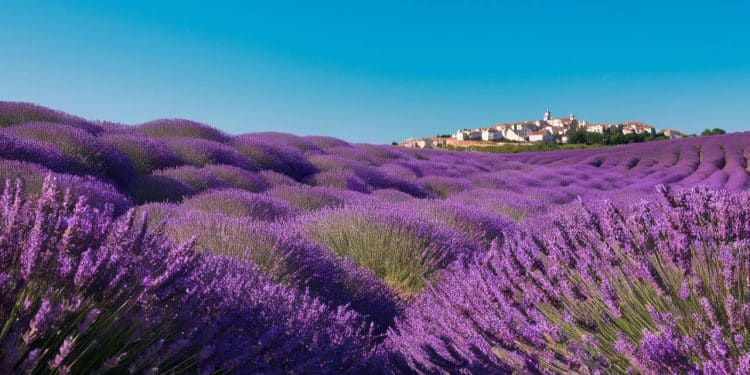 Les Plus Beaux Champs De Lavande En Fleurs De France - Viral Mag Découvrez les plus belles floraisons de lavande de France de la Drôme provençale aux Alpes de Haute Provence Un spectacle visuel et olfactif à ne pas manquer    Viral Mag