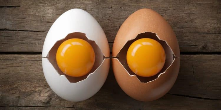 Découvrez enfin la vérité sur les différences entre les œufs bruns et blancs Couleur goût valeur nutritive  on vous dit tout    Viral Mag