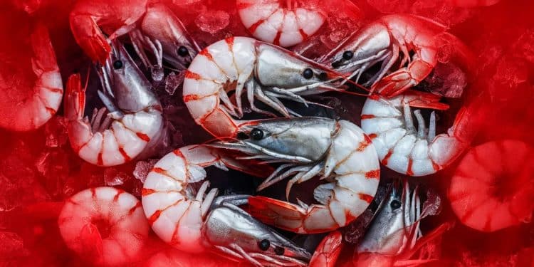 Rappel de crevettes Aldi : une bactérie «mangeuse de chair» inquiète - Viral Mag Des crevettes tropicales surgelées vendues chez Aldi sont rappelées pour risque de présence dune bactérie dangereuse pouvant causer des infections sévères Viral Mag
