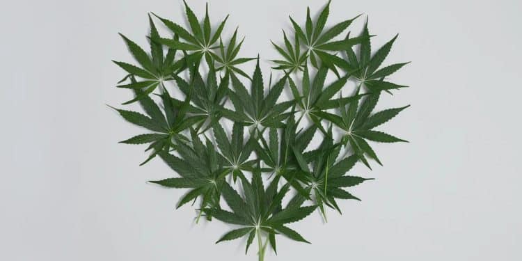 Un père polynésien a été relaxé par la justice après avoir cultivé du cannabis pour soigner son fils autiste et épileptique Un jugement rare et marquant   Viral Mag