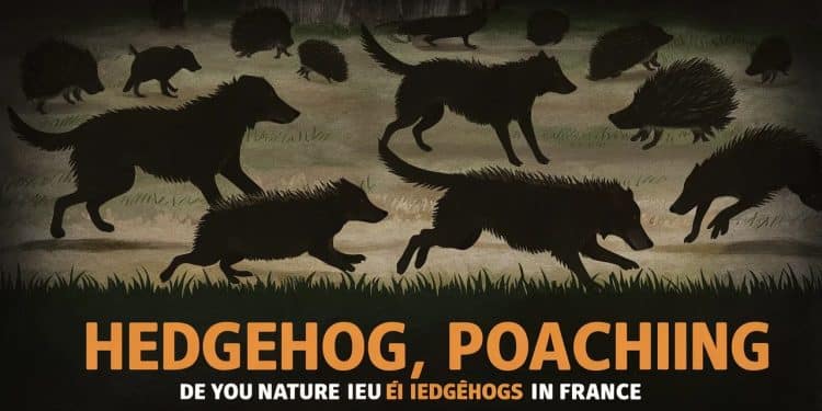 Un braconnier de Gironde a été arrêté après avoir capturé plus de 400 hérissons à laide de chiens spécialement dressés pour cette traque illégale   Viral Mag