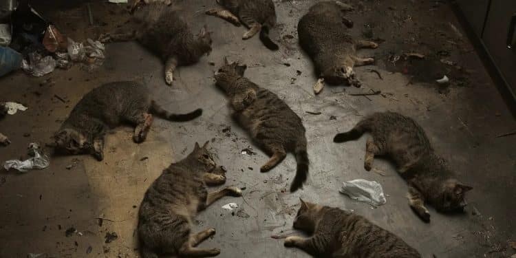 Drame à Lyon : Dix chats retrouvés morts dans un appartement insalubre - Viral Mag Une macabre découverte a été faite dans un appartement lyonnais jonché de détritus où gisaient les cadavres de dix chats La SPA a porté plainte Viral Mag
