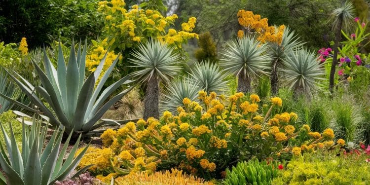 Fleurs Résistantes à la Sécheresse : Un Jardin Épanoui Malgré Tout - Viral Mag Découvrez les meilleures fleurs à planter pour garder un jardin coloré et élégant malgré les périodes de sécheresse Conseils et astuces des experts Viral Mag