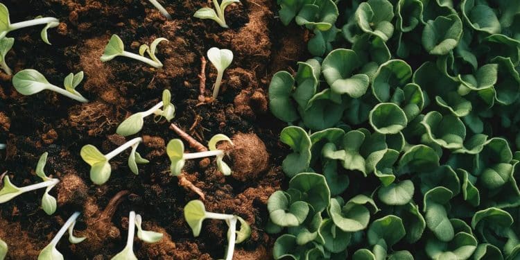 Guide Ultime : Protéger Vos Semis de la Fonte en 5 Étapes Simples - Viral Mag Découvrez notre guide pratique en 5 étapes pour prévenir efficacement la fonte des semis dans votre jardin Des conseils dexperts pour des plantations saines et productives Viral Mag