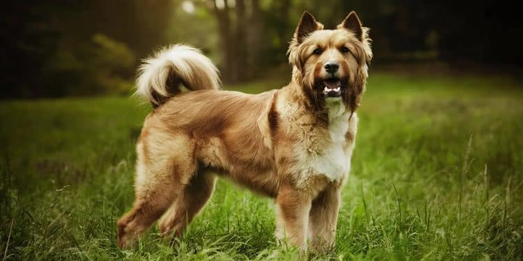 Le Beauceron : Majestueux Chien de Berger Français - Viral Mag Découvrez le Beauceron ce grand et puissant chien de berger français réputé pour sa loyauté et son tempérament protecteur Plongez dans son histoire fascinante   Viral Mag