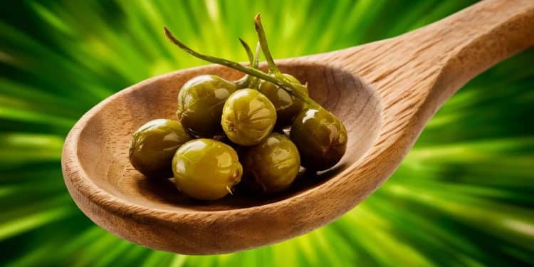 Les câpres : De petits bourgeons pleins de saveurs - Viral Mag Découvrez les câpres ces bourgeons de fleurs piquants et salés qui apportent une explosion de saveurs à de nombreux plats Tout ce quil faut savoir sur cet ingrédient méconnu Viral Mag