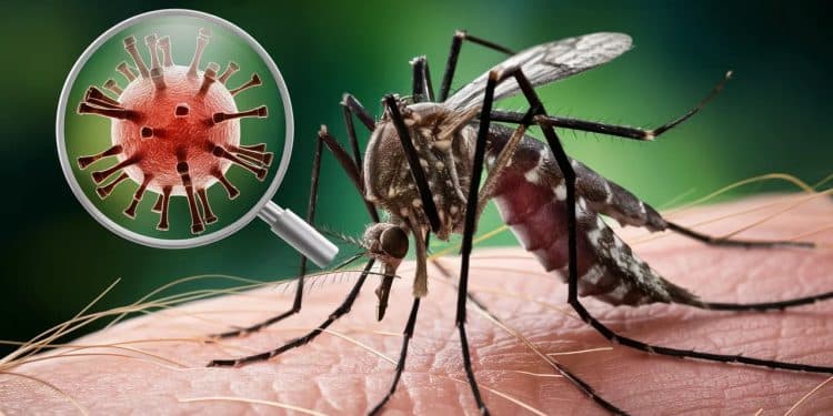 Premier Cas de Dengue Autochtone en France en 2024 : Prévenir une Épidémie - Viral Mag Un cas de dengue autochtone a été signalé dans lHérault une première en France pour 2024 Découvrez les mesures préventives pour éviter une épidémie à laube des JO de Paris Viral Mag