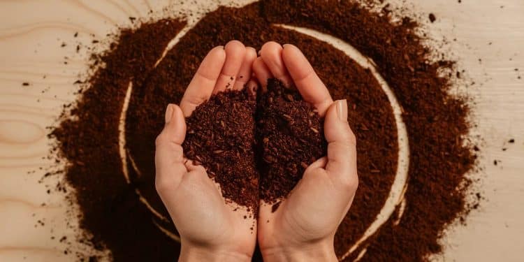 Un Café Zéro Déchet Qui Inspire Un Changement Durable - Viral Mag Découvrez comment une entrepreneuse passionnée a transformé des déchets de café en opportunité sauvant plus de 3 tonnes de déchets et inspirant un changement durable Viral Mag