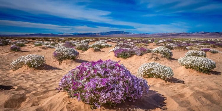 Un Spectacle Naturel Stupéfiant : Le Désert d’Atacama Fleurit - Viral Mag Le désert le plus aride au monde lAtacama sest paré de fleurs violettes et blanches grâce à des pluies inhabituelles Un phénomène inédit depuis 2015 Viral Mag