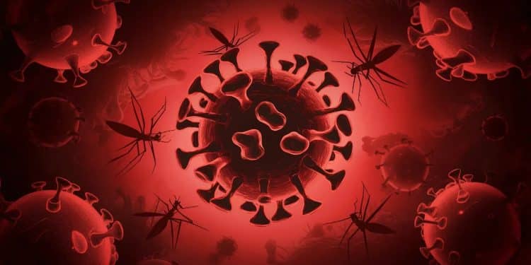 La fièvre dOropouche fait ses premières victimes mortelles au Brésil surprenant les experts de santé mondiaux Découvrez tout sur cette menace émergente   Viral Mag