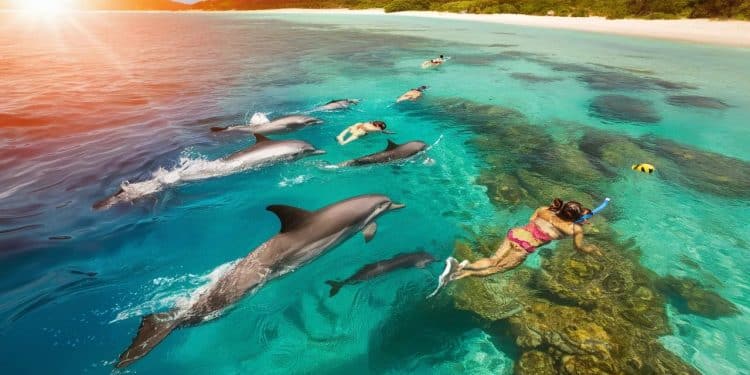 Nage avec les Dauphins à Maurice : Une Expérience Inoubliable - Viral Mag Plongez dans les eaux cristallines de lîle Maurice et vivez des moments magiques en nageant avec les dauphins Découvrez tous nos conseils pour une expérience hors du commun   Viral Mag