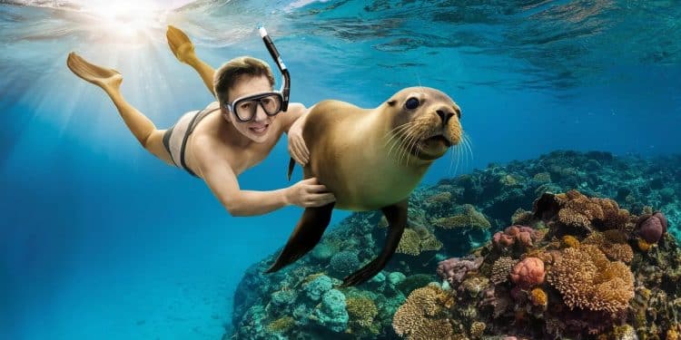 Plongée Extraordinaire au Coeur du Royaume des Lions de Mer Sauvages - Viral Mag Venez vivre une expérience inoubliable en nageant avec les lions de mer au large des côtes mexicaines Découvrez leur grâce leur espièglerie et partagez des moments uniques avec ces animaux fascinants dans leur habitat naturel Viral Mag