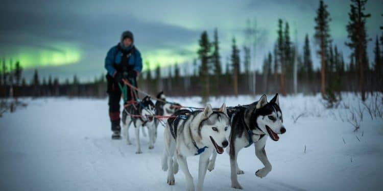 Découvrez les secrets dune excursion en chiens de traîneau en Laponie Plongez au cœur des forêts enneigées pour une aventure unique et mémorable   Viral Mag