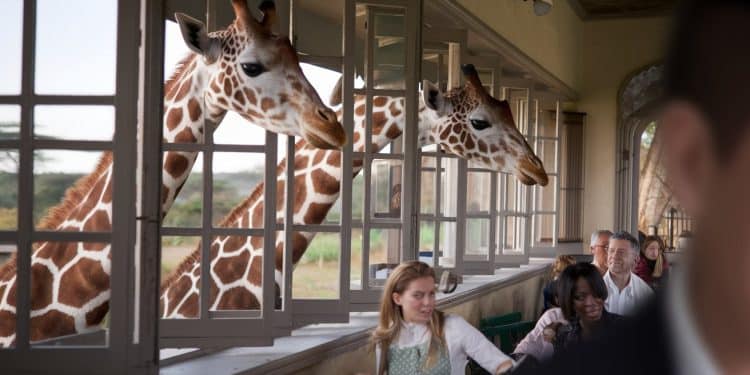 Découvrez le Giraffe Manor un hôtel de charme unique au Kenya où les girafes sont les invitées dhonneur Une expérience inoubliable entre nature et luxe   Viral Mag