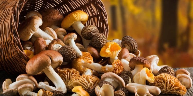 Découvrez tous les secrets dune cueillette de champignons réussie en automne Conseils astuces idées de recettes on vous dit tout    Viral Mag