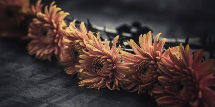 Chrysanthèmes à la Toussaint : Une Fleur Emblématique - Viral Mag Découvrez pourquoi les chrysanthèmes restent les fleurs les plus choisies à la Toussaint malgré leur augmentation de prix Une tradition qui remonte à la 1ère Guerre Mondiale Viral Mag