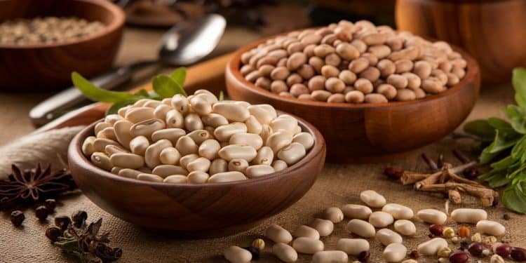 Explorez les subtiles nuances de goût et de texture entre les haricots cannellini et great northern Apprenez à les utiliser au mieux dans vos recettes   Viral Mag