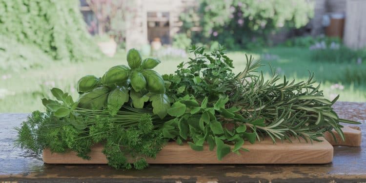Découvrez comment intégrer facilement les herbes aromatiques dans vos repas quotidiens pour une nutrition optimale et des saveurs inoubliables   Viral Mag