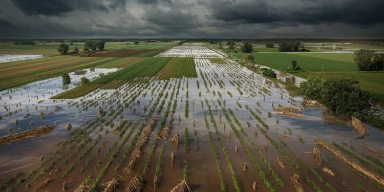 Intempéries dévastatrices dans le Rhône : l’agriculture sinistrée - Viral Mag Après des intempéries dune violence inouïe dans le Rhône les agriculteurs font face à des dégâts considérables dans leurs champs Entre désolation et inquiétude pour lavenir ils témoignent Viral Mag