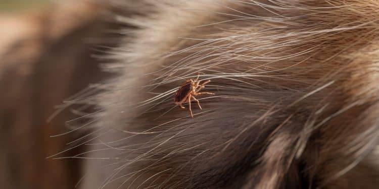 La Menace Invisible des Tiques : Protégez Votre Chien ! - Viral Mag Découvrez comment protéger efficacement votre chien des tiques et des maladies dangereuses quelles transmettent Nos conseils dexperts   Viral Mag