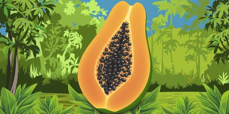 Découvrez les secrets de la papaye ce fruit exotique gorgé de nutriments essentiels Apprenez à la choisir la découper et lintégrer dans vos recettes    Viral Mag