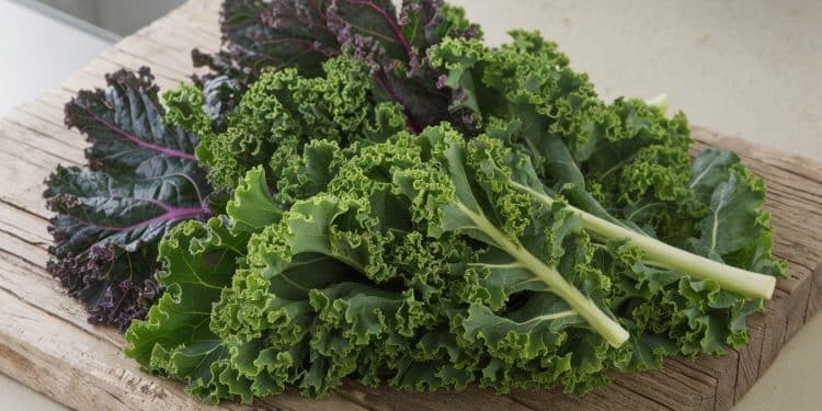 Découvrez les bienfaits nutritionnels du chou kale et comment lintégrer facilement dans vos repas pour booster votre santé au quotidien   Viral Mag