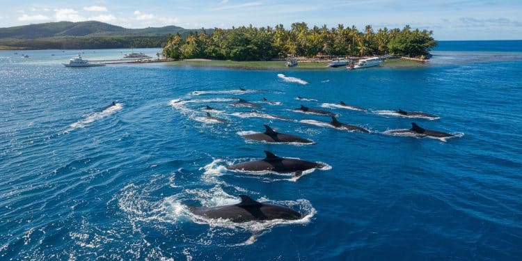 Les Baleines à Bosse de La Réunion en Danger : Un Appel à la Protection - Viral Mag Découvrez comment le tourisme menace les majestueux cétacés de La Réunion et pourquoi une protection renforcée est cruciale pour préserver ces créatures fascinantes   Viral Mag