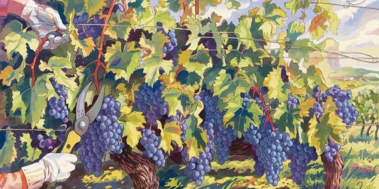 Les Secrets De La Taille De La Vigne Pour Des Raisins D’exception - Viral Mag Découvrez les techniques de taille de la vigne utilisées par les experts viticoles pour obtenir des raisins dune qualité exceptionnelle Apprenez les secrets des professionnels Viral Mag