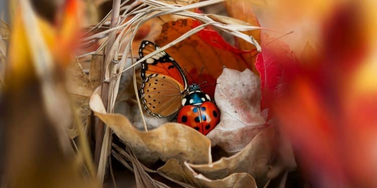 Découvrez létonnante stratégie de survie des insectes pendant lhiver Entre quiescence et diapause leur ingéniosité vous surprendra    Viral Mag