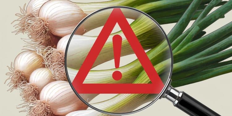 Rappel Urgent de Produits aux États-Unis et au Canada - Viral Mag Un important rappel doignons verts est en cours en Amérique du Nord suite à une contamination possible à la salmonelle découverte par les autorités   Viral Mag