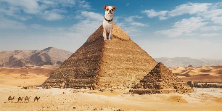 En plein vol en parapente un explorateur aperçoit un canidé au sommet de lune des sept merveilles du monde antique Comment lanimal a t il pu escalader la pyramide  Les experts sont perplexes   Viral Mag