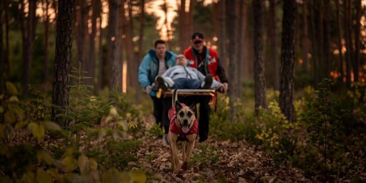 Découvrez lincroyable histoire dun randonneur secouru par son chien Thor après avoir perdu connaissance en pleine forêt corse Un récit poignant sur le lien unique entre lhomme et lanimal   Viral Mag