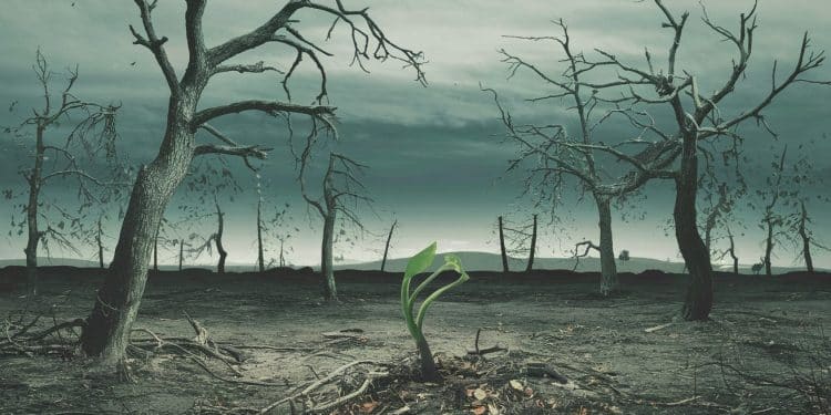 Échec des négociations sur le financement de la biodiversité à la COP16 - Viral Mag La COP16 à Cali se termine sans accord sur le financement crucial de la feuille de route pour stopper la destruction de la nature dici 2030 malgré quelques avancées Viral Mag