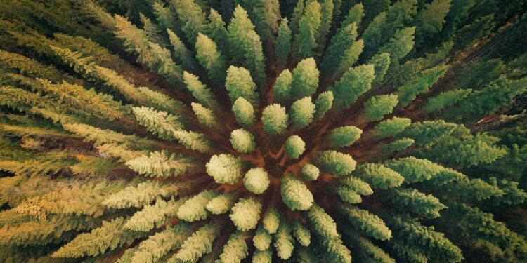 La Timidité Fascinante des Arbres : Un Phénomène Botanique Intriguant - Viral Mag Découvrez le phénomène étonnant de la timidité des cimes chez certaines espèces darbres Un comportement qui intrigue les scientifiques et révèle la complexité du monde végétal   Viral Mag