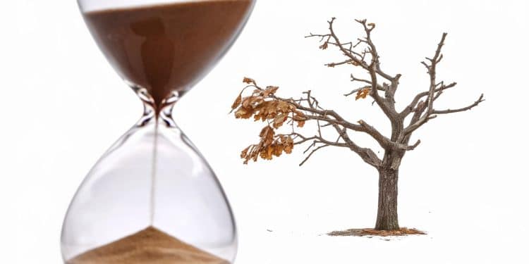 La COP16 biodiversité plus grand sommet sur la nature na pas réussi à obtenir un accord crucial sur le financement Rendez vous au 1er trimestre 2025   Viral Mag