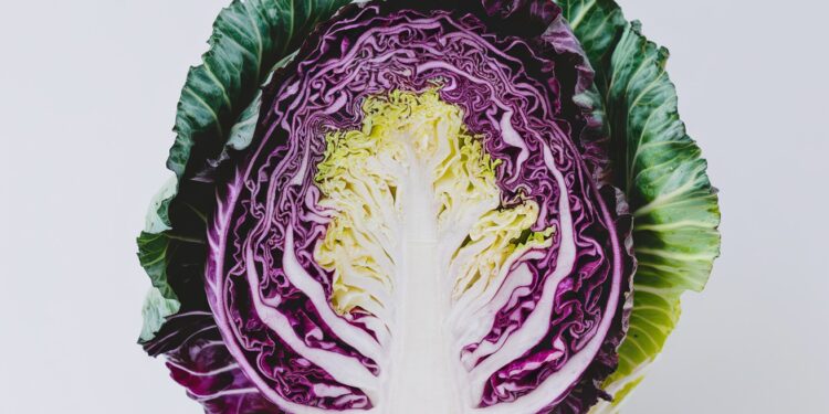 Le Chou : Le Légume Sous-Estimé Plébiscité par les Chefs - Viral Mag 24112024 Le chou ce légume mal aimé recèle de trésors insoupçonnés Élément phare des cuisines du monde il séduit par sa polyvalence et ses vertus nutritionnelles exceptionnelles Laissez vous tenter par Viral Mag