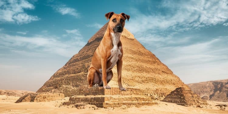 L’incroyable célébrité des chiens errants des pyramides d’Égypte - Viral Mag En Égypte les célèbres chiens errants des pyramides de Guizeh sont devenus une vraie attraction touristique suite à une vidéo virale Découvrez leur histoire fascinante Viral Mag